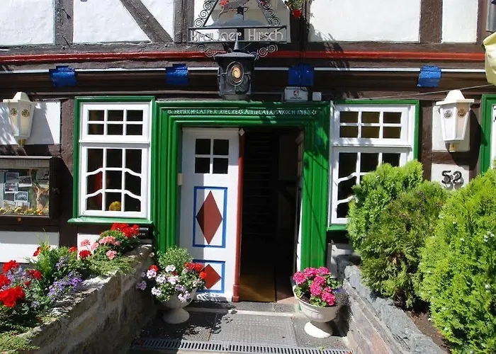 Brauner Hirsch Bad Harzburg